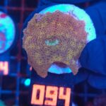 Discosoma Leopard (094)