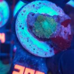 Rhodactis Green - Orange Rim (397)
