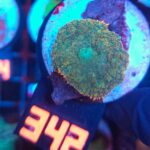 Rhodactis Green - Orange Rim (342)