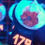 Discosoma Ruby Red (179)