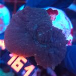 Rhodactis inchoata (161)