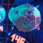 Discosoma watermelon (146)