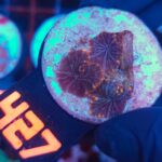 Discosoma watermelon (427)