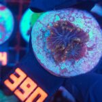 Discosoma watermelon (390)