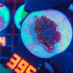 Discosoma watermelon (395)