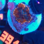 Rhodactis Bounce Frankenstein (391)