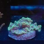 Sinularia dura FLUO