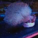Sarcophyton sp.