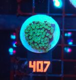 Alveopora spongiosa (407)