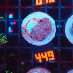 Goniopora Pink (449)