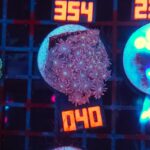 Goniopora Pink (040)