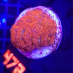 Acanthastrea Neon Red (472)