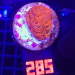 Acanthastrea Neon Red (285)