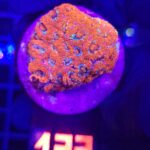 Acanthastrea Neon Red (123)
