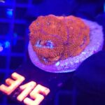 Acanthastrea Neon Red (315)