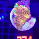 Acanthastrea Gold&Green (231)