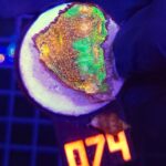 Acanthastrea Gold&Green (074)