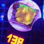 Acanthastrea Gold&Green (138)