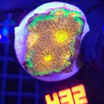 Acanthastrea Gold&Green (432)
