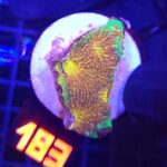 Acanthastrea Gold&Green (183)