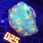Acanthastrea Lemon (025)