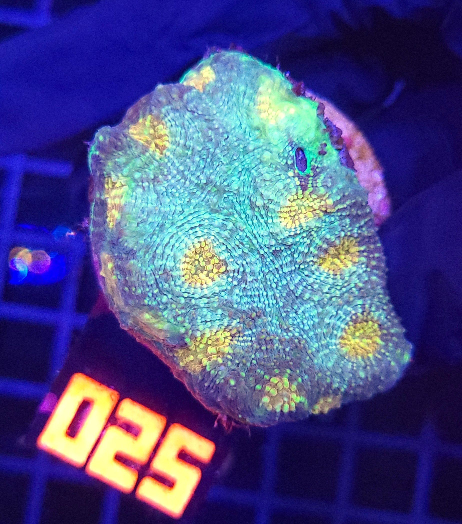 20260907_121718 Acanthastrea Lemon (025) - obrazek 1