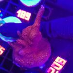 Montipora digitata red (209)
