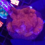 Montipora digitata red (matecznik)
