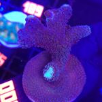 Stylophora pistillata „Milka” (006)