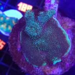 Acropora sp. (matecznik)