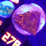 Montipora danae „RAINBOW” (278)