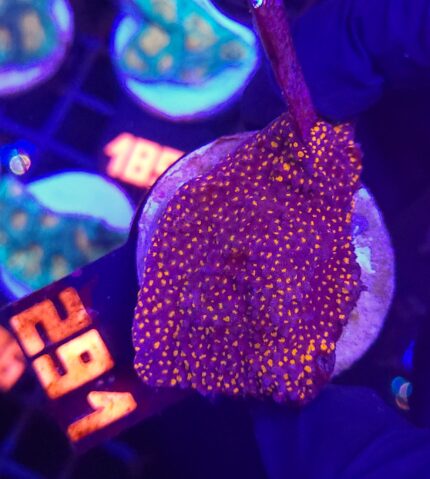 Montipora danae „RAINBOW” (291)