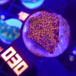 Montipora danae „RAINBOW” (030)
