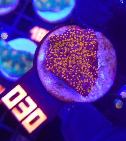 Montipora danae „RAINBOW” (030)