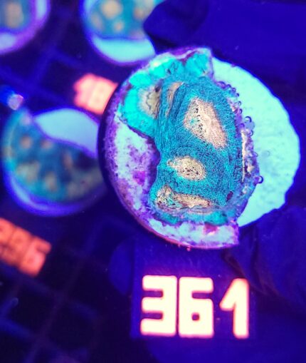 Favia Green Orange (361)