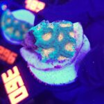 Favia Green Orange (360)