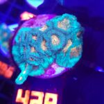 Favia Green Orange (428)