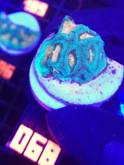 Favia Green Orange (068)