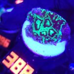 Goniastrea Green Eyed (388)
