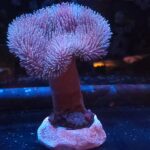Sarcophyton sp.