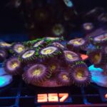 Zoanthus Nirvana Premium (367)