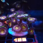 Zoanthus Nirvana Premium (185)