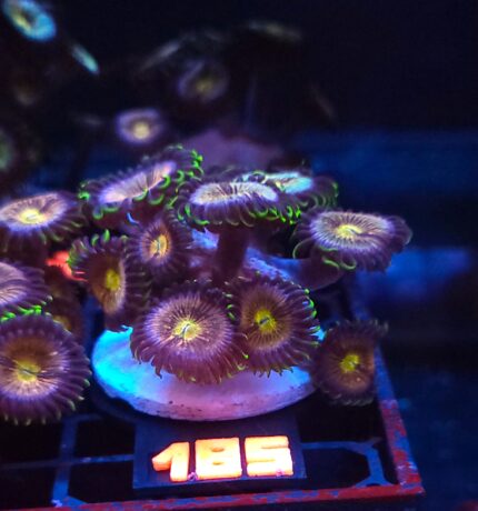 Zoanthus Nirvana Premium (185)
