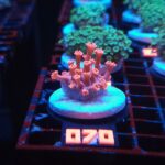 Goniopora Red (070)