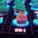 Goniopora Red (251)