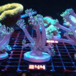 Goniopora stokesi GREEN (244)