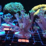 Goniopora stokesi GREEN (099)