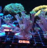 Goniopora stokesi GREEN (099)