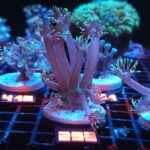 Goniopora stokesi GREEN (293)