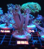Goniopora stokesi GREEN (293)